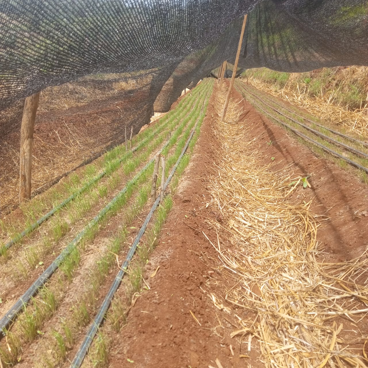 Farm Harvest